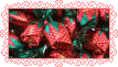 Arcor Strawberry Buds